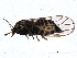  ( - BIOUG01236-A08)  @13 [ ] CreativeCommons - Attribution (2012) CBG Photography Group Centre for Biodiversity Genomics