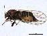  ( - BIOUG01236-A09)  @13 [ ] CreativeCommons - Attribution (2012) CBG Photography Group Centre for Biodiversity Genomics