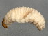  ( - BIOUG02020-B04)  @12 [ ] CreativeCommons - Attribution (2012) CBG Photography Group Centre for Biodiversity Genomics