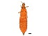  (Thrips intricatus - BIOUG02020-E05)  @15 [ ] CreativeCommons - Attribution (2012) CBG Photography Group Centre for Biodiversity Genomics