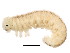  ( - BIOUG02020-G08)  @12 [ ] CreativeCommons - Attribution (2012) CBG Photography Group Centre for Biodiversity Genomics