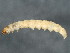  (Scrobipalpula new sp. 4 - BIOUG02021-A04)  @12 [ ] CreativeCommons - Attribution (2012) CBG Photography Group Centre for Biodiversity Genomics