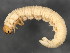  ( - BIOUG02021-A06)  @14 [ ] CreativeCommons - Attribution (2012) CBG Photography Group Centre for Biodiversity Genomics