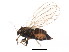  ( - BIOUG02055-E01)  @13 [ ] CreativeCommons - Attribution (2012) CBG Photography Group Centre for Biodiversity Genomics