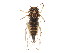  ( - BIOUG02055-E03)  @14 [ ] CreativeCommons - Attribution (2012) CBG Photography Group Centre for Biodiversity Genomics