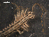  (Scutigera cf. tonsoris - NMNHS-PES-00047)  @11 [ ] CreativeCommons - Attribution (2009) Unspecified Centre for Biodiversity Genomics