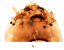  (Chironomus flaviplumus - shai03)  @12 [ ] Copyright (2015) Chao Song Nankai University