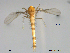  (Zavrelimyia sp. 8XL - XJ101)  @11 [ ] CreativeCommons - Attribution Non-Commercial Share-Alike (2018) Xiaolong Lin Department of Natural History, NTNU University Museum