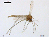  (Ablabesmyia sp. 8XL - XJ173)  @11 [ ] CreativeCommons - Attribution Non-Commercial Share-Alike (2018) Xiaolong Lin Department of Natural History, NTNU University Museum