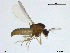  ( - XJ185)  @11 [ ] CreativeCommons - Attribution Non-Commercial Share-Alike (2018) Xiaolong Lin NTNU University Museum, Department of Natural History