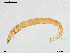  (Zavrelimyia sp. 11XL - XJ279)  @11 [ ] CreativeCommons - Attribution Non-Commercial Share-Alike (2018) Xiaolong Lin NTNU University Museum, Department of Natural History