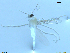  ( - XJ57)  @11 [ ] CreativeCommons - Attribution Non-Commercial Share-Alike (2018) Xiaolong Lin Department of Natural History, NTNU University Museum