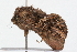  ( - 09PROBE-09589)  @12 [ ] CreativeCommons - Attribution (2009) Unspecified Centre for Biodiversity Genomics