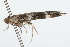  (Mompha sturnipennella - 09PROBE-09356)  @14 [ ] CreativeCommons - Attribution (2009) Unspecified Centre for Biodiversity Genomics
