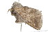  ( - 09PROBE-09367)  @12 [ ] CreativeCommons - Attribution (2009) Unspecified Centre for Biodiversity Genomics