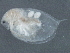  ( - CCDB-08345-H08)  @12 [ ] CreativeCommons - Attribution (2012) CBG Photography Group Centre for Biodiversity Genomics