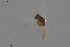  ( - NO137)  @11 [ ] Creative Commons  Attribution Non-Commercial Share-Alike (2021) NTNU University Museum, Department of Natural History NTNU University Museum, Department of Natural History