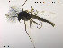  (Zalutschia - TRD-CH104)  @13 [ ] CreativeCommons - Attribution Non-Commercial Share-Alike (2014) NTNU University Museum, Department of Natural History NTNU University Museum, Department of Natural History