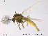  (Parakiefferiella - TRD-CH106)  @14 [ ] CreativeCommons - Attribution Non-Commercial Share-Alike (2014) NTNU University Museum, Department of Natural History NTNU University Museum, Department of Natural History