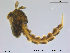  ( - TRD-CH108)  @13 [ ] CreativeCommons - Attribution Non-Commercial Share-Alike (2014) NTNU University Museum, Department of Natural History NTNU University Museum, Department of Natural History