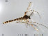  ( - TRD-CH134)  @13 [ ] CreativeCommons - Attribution Non-Commercial Share-Alike (2014) NTNU University Museum, Department of Natural History NTNU University Museum, Department of Natural History