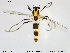  (Cricotopus sp. 32ES - TRD-CH135)  @15 [ ] CreativeCommons - Attribution Non-Commercial Share-Alike (2014) NTNU University Museum, Department of Natural History NTNU University Museum, Department of Natural History