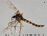  ( - TRD-CH156)  @13 [ ] CreativeCommons - Attribution Non-Commercial Share-Alike (2014) NTNU University Museum, Department of Natural History NTNU University Museum, Department of Natural History