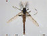  (Heterotrissocladius - TRD-CH160)  @15 [ ] CreativeCommons - Attribution Non-Commercial Share-Alike (2014) NTNU University Museum, Department of Natural History NTNU University Museum, Department of Natural History