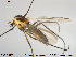  (Halocladius - TRD-CH163)  @14 [ ] CreativeCommons - Attribution Non-Commercial Share-Alike (2014) NTNU University Museum, Department of Natural History NTNU University Museum, Department of Natural History
