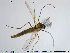  (Orthocladius sp. 2TE - TRD-CH164)  @13 [ ] CreativeCommons - Attribution Non-Commercial Share-Alike (2014) NTNU University Museum, Department of Natural History NTNU University Museum, Department of Natural History