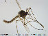 ( - TRD-CH170)  @13 [ ] CreativeCommons - Attribution Non-Commercial Share-Alike (2014) NTNU University Museum, Department of Natural History NTNU University Museum, Department of Natural History