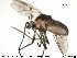  (Procladius longistilus - TRD-CH178)  @14 [ ] CreativeCommons - Attribution Non-Commercial Share-Alike (2015) NTNU University Museum, Department of Natural History NTNU University Museum, Department of Natural History