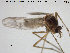  (Macropelopia - TRD-CH180)  @13 [ ] CreativeCommons - Attribution Non-Commercial Share-Alike (2015) NTNU University Museum, Department of Natural History NTNU University Museum, Department of Natural History