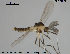  (Cricotopus cf. septentrionalis - TRD-CH191)  @14 [ ] CreativeCommons - Attribution Non-Commercial Share-Alike (2015) NTNU University Museum, Department of Natural History NTNU University Museum, Department of Natural History