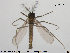  (Smittia sp. 15ES - TRD-CH200)  @14 [ ] CreativeCommons - Attribution Non-Commercial Share-Alike (2015) NTNU University Museum, Department of Natural History NTNU University Museum, Department of Natural History