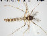  (Macropelopiini - TRD-CH208)  @15 [ ] CreativeCommons - Attribution Non-Commercial Share-Alike (2015) NTNU University Museum, Department of Natural History NTNU University Museum, Department of Natural History