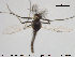  ( - TRD-CH216)  @12 [ ] CreativeCommons - Attribution Non-Commercial Share-Alike (2015) NTNU University Museum, Department of Natural History NTNU University Museum, Department of Natural History