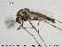  (Procladius flavifrons - TRD-CH217)  @13 [ ] CreativeCommons - Attribution Non-Commercial Share-Alike (2015) NTNU University Museum, Department of Natural History NTNU University Museum, Department of Natural History