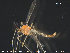  (Apsectrotanypus - TRD-CH219)  @14 [ ] CreativeCommons - Attribution Non-Commercial Share-Alike (2015) NTNU University Museum, Department of Natural History NTNU University Museum, Department of Natural History
