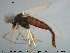  ( - TRD-CH261)  @11 [ ] CreativeCommons - Attribution Non-Commercial Share-Alike (2015) NTNU University Museum, Department of Natural History NTNU University Museum, Department of Natural History