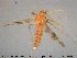  ( - TRD-CH285)  @11 [ ] CreativeCommons - Attribution Non-Commercial Share-Alike (2015) NTNU University Museum, Department of Natural History NTNU University Museum, Department of Natural History
