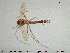  (Ablabesmyia sp. 3ES - TRD-CH291)  @11 [ ] CreativeCommons - Attribution Non-Commercial Share-Alike (2015) NTNU University Museum, Department of Natural History NTNU University Museum, Department of Natural History