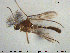  (Procladius tenebricosus - TRD-CH293)  @13 [ ] CreativeCommons - Attribution Non-Commercial Share-Alike (2015) NTNU University Museum, Department of Natural History NTNU University Museum, Department of Natural History