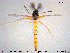 (Synendotendipes lepidus - TRD-CH305)  @12 [ ] CreativeCommons - Attribution Non-Commercial Share-Alike (2015) NTNU University Museum, Department of Natural History NTNU University Museum, Department of Natural History