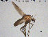  ( - TRD-CH307)  @13 [ ] CreativeCommons - Attribution Non-Commercial Share-Alike (2015) NTNU University Museum, Department of Natural History NTNU University Museum, Department of Natural History