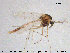  ( - TRD-CH308)  @13 [ ] CreativeCommons - Attribution Non-Commercial Share-Alike (2015) NTNU University Museum, Department of Natural History NTNU University Museum, Department of Natural History