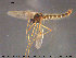  ( - TRD-CH323)  @13 [ ] CreativeCommons - Attribution Non-Commercial Share-Alike (2015) NTNU University Museum, Department of Natural History NTNU University Museum, Department of Natural History