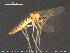  (Rheopelopia sp. 1ES - TRD-CH324)  @11 [ ] CreativeCommons - Attribution Non-Commercial Share-Alike (2015) NTNU University Museum, Department of Natural History NTNU University Museum, Department of Natural History