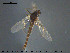  ( - TRD-CH340)  @11 [ ] CreativeCommons - Attribution Non-Commercial Share-Alike (2015) NTNU University Museum, Department of Natural History NTNU University Museum, Department of Natural History