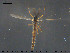  ( - TRD-CH342)  @13 [ ] CreativeCommons - Attribution Non-Commercial Share-Alike (2015) NTNU University Museum, Department of Natural History NTNU University Museum, Department of Natural History